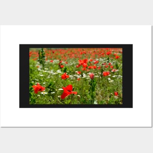 Poppy Field Near Cividale Posters and Art